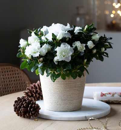 Glitter blomsterpotte gull 21 cm Glitter blomsterpotte gull 21 cm